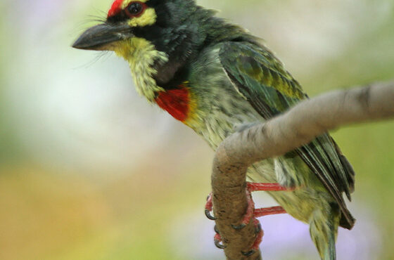Coppersmith barbet perched on a branch, a bird commonly heard in Lucknow's parks at dawn